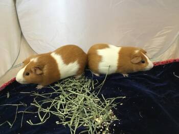 Rescue Guinea Pig Guinea Pigs for Adoption in San Diego, California - Big Ben ( Bonded To Chimes) | PetCurious